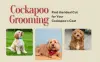 Best Cockapoo Grooming Styles: One For Each Type of Coat and Length
